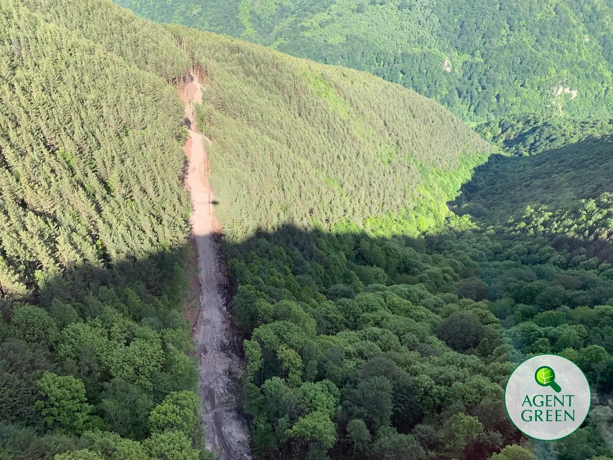 Drumuri forestiere in paduri virgine, in Retezat – Tarcu