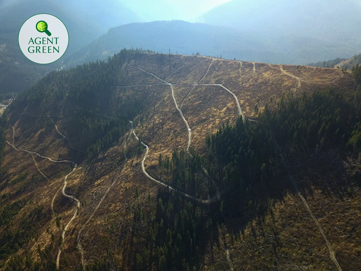 Proces câstigat pentru pădurile care au mai rămas în Maramureș la granița cu Ucraina