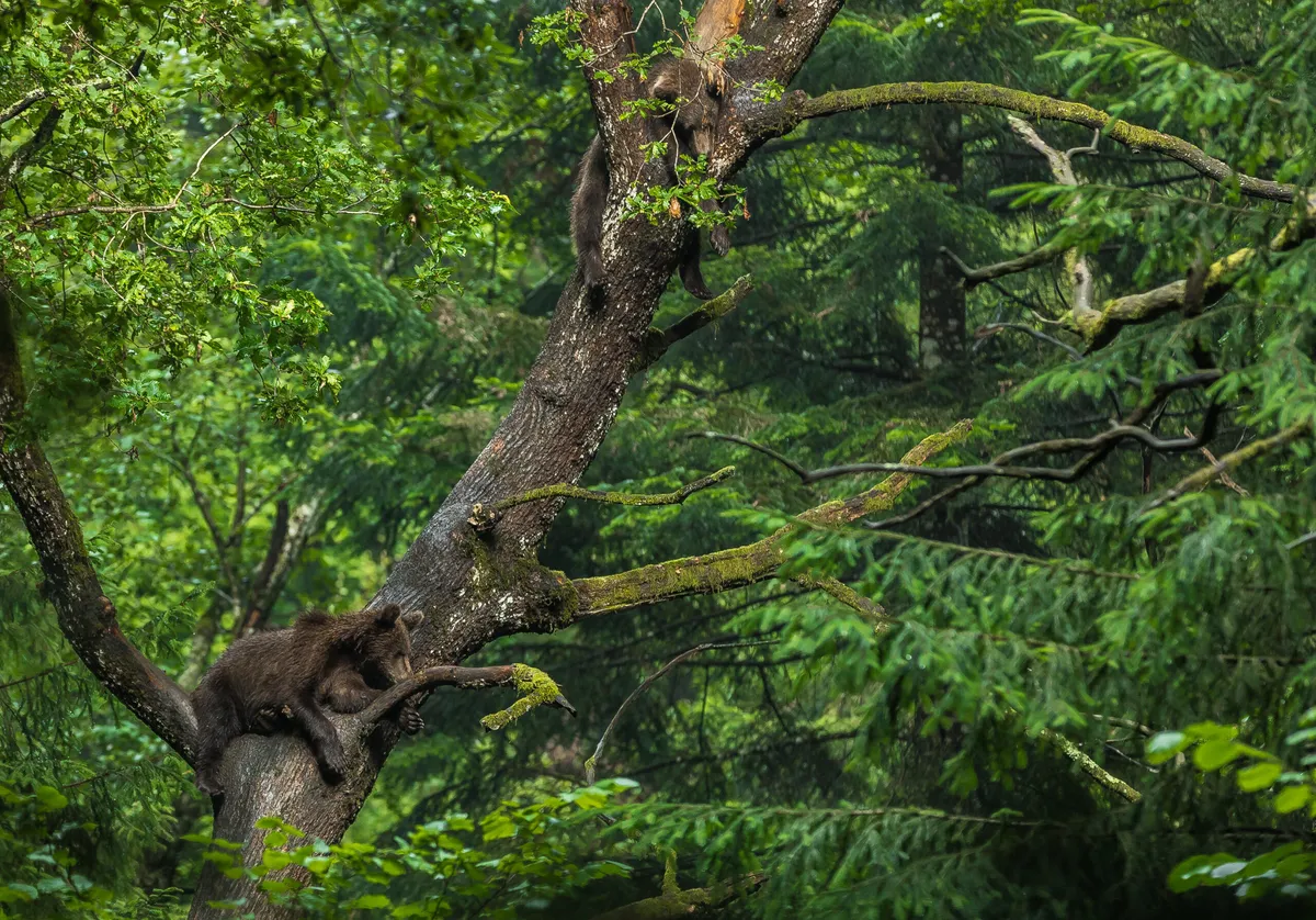 AGENT GREEN lanseaza viziunea pentru padurea Romaniei