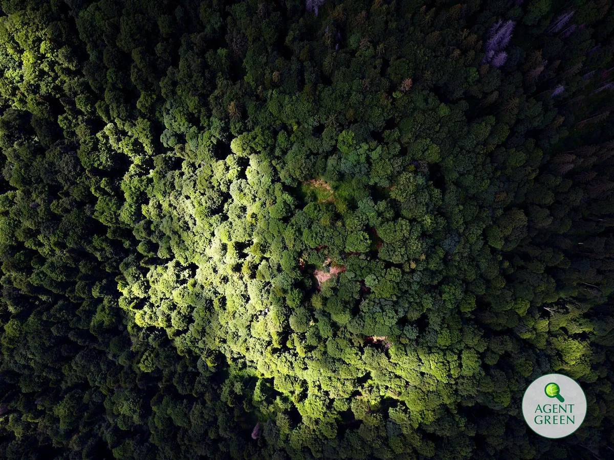 Am protejat definitiv aproape 20.000 de hectare din Parcul Național Domogled – Valea Cernei!