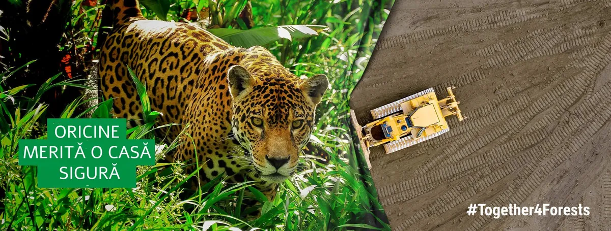 #TOGETHER4FORESTS – Cere UE să nu mai permită produse care distrug păduri!