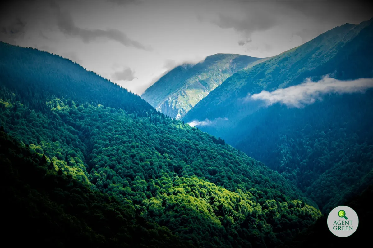 Cascadă de victorii pentru pădure realizate de Agent Green în instanțele supreme