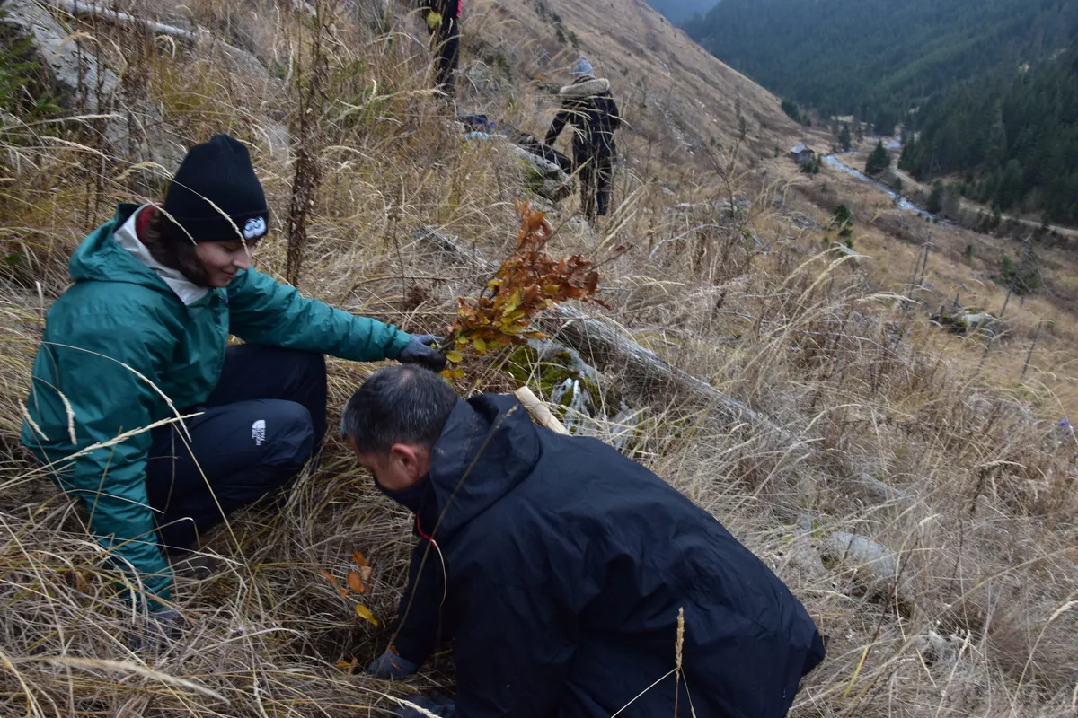 Noul Parlament și pădurile României