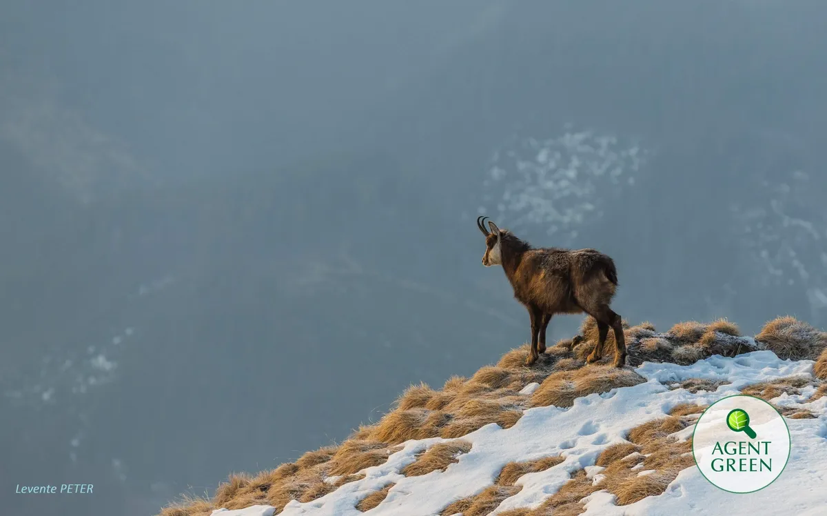Programul educațional SUNT NATURĂ