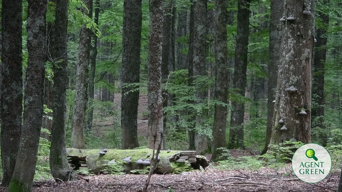 Raportul pădurilor virgine pierdute