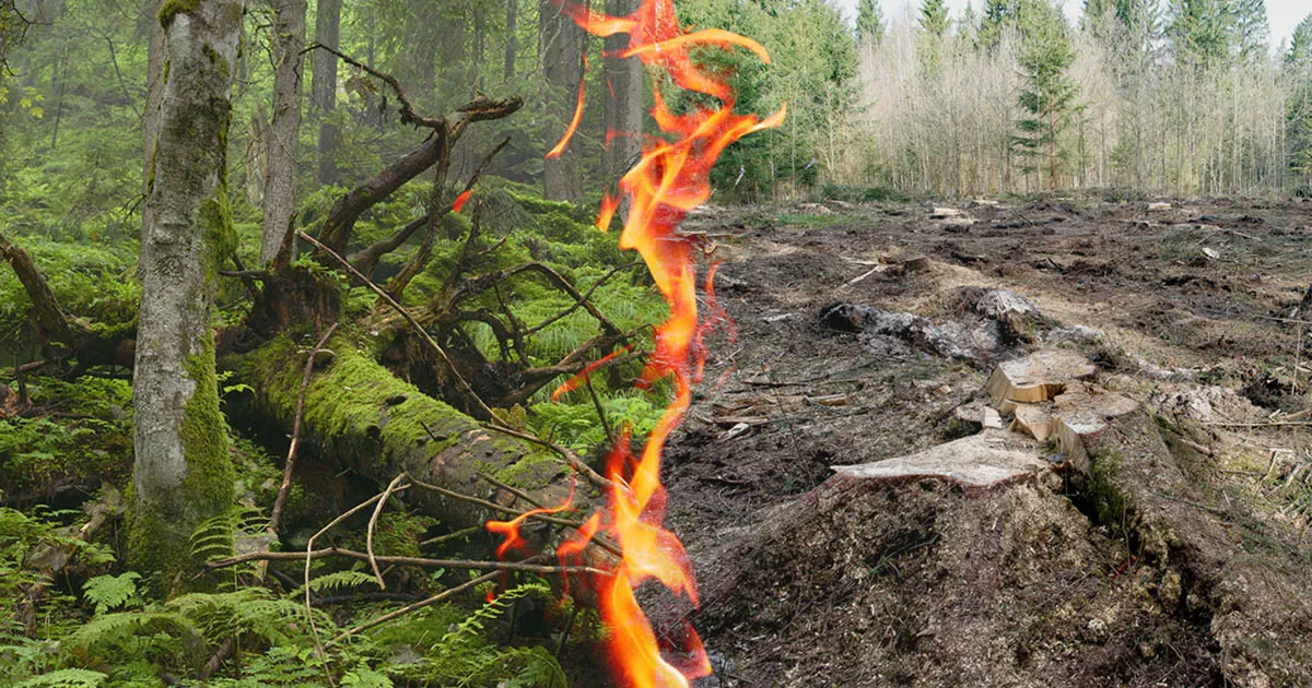 Open Letter to EU President Ursula von der Leyen – World Leaders Summit on Climate – forests must be protected, not burned for energy