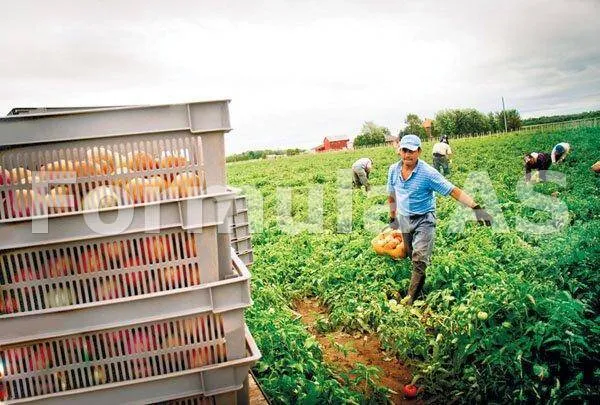 „De-ale noastre” – Legumele româneşti pătrund în marile magazine