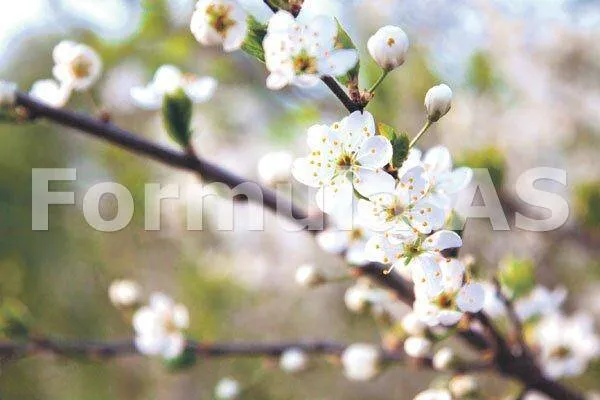 „Formula AS” în Munţii Poiana Ruscă: Un corcoduş înflorit