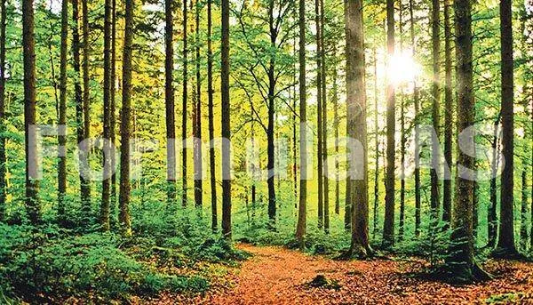 Poveşti din primăvara pădurii