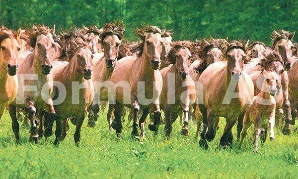 „Formula AS”, în Clisura Dunării: Insula cailor sălbatici