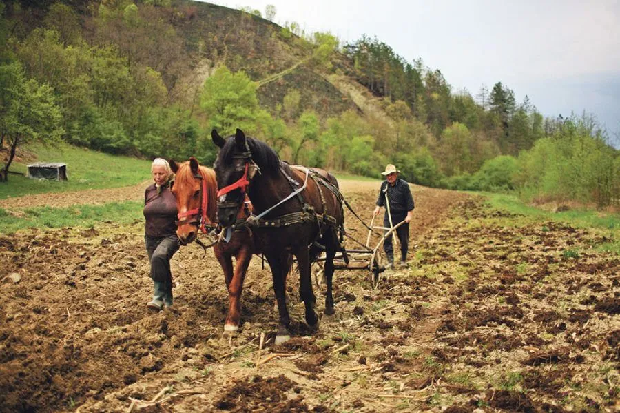 Pe urmele vieții, la Homorod