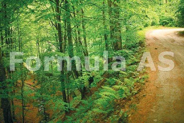 Intamplari din padurea verde