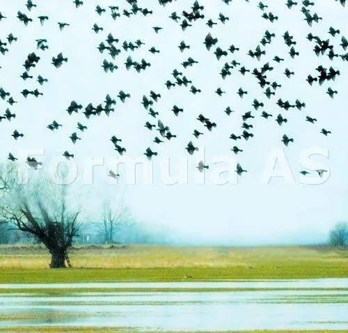 Pasarile Bucurestiului