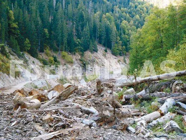 Abatorul de paduri din Retezat