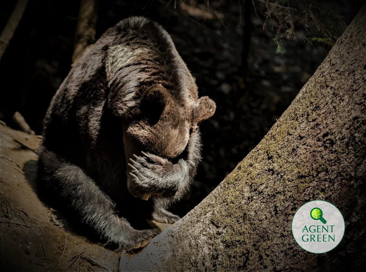 Scrisoarea Agent Green despre ursul brun, ignorată de Guvern