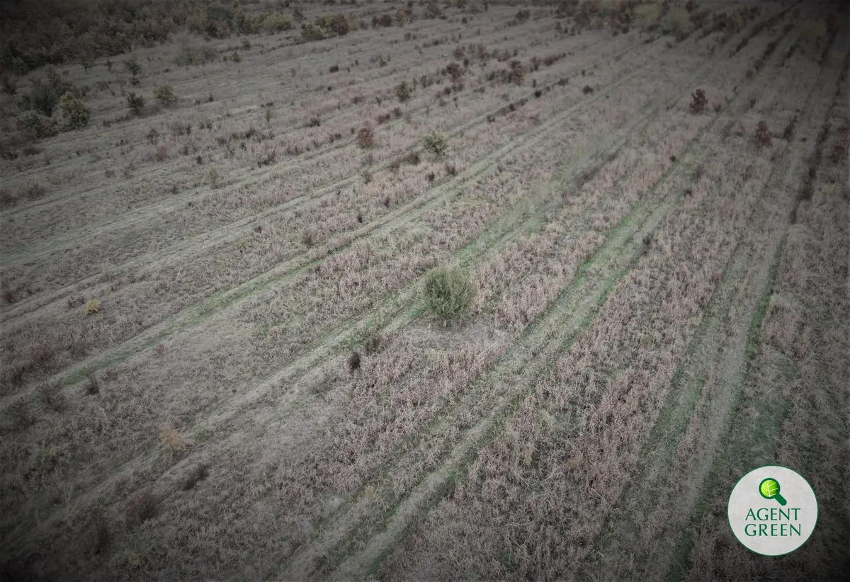 Plantări fictive în cea mai despădurită zonă a țării