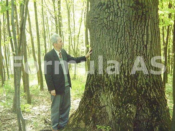 Padurile virgine din Romania – Interviu cu Victor Giurgiu