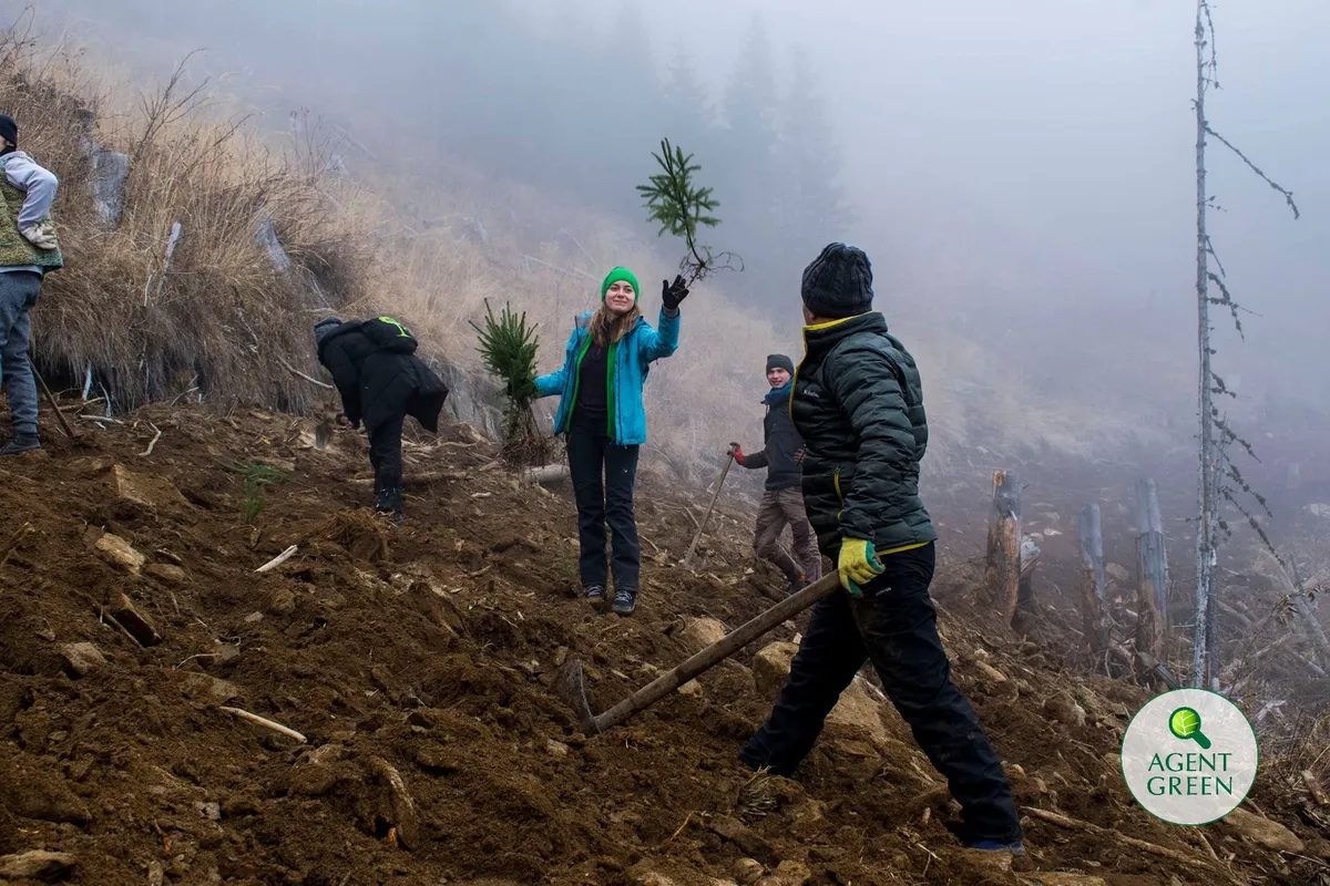 Analiza Agent Green asupra ghidurilor de finanțare pentru împăduriri și reîmpăduriri prin PNRR supuse dezbaterii publice de Ministerul Mediului