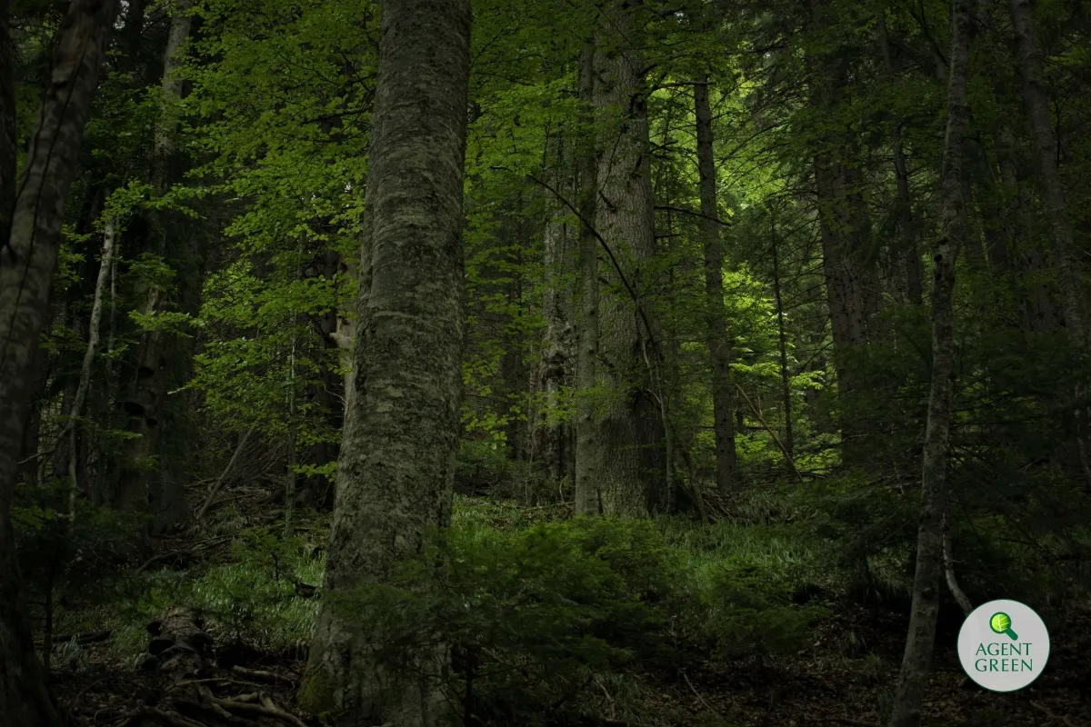 Natura, ignorată în planul European de redresare și reziliență