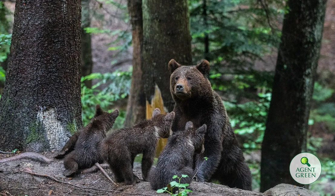 Ministerul Mediului a eșuat implementarea Planului Național pentru Conservarea Populației de Urs