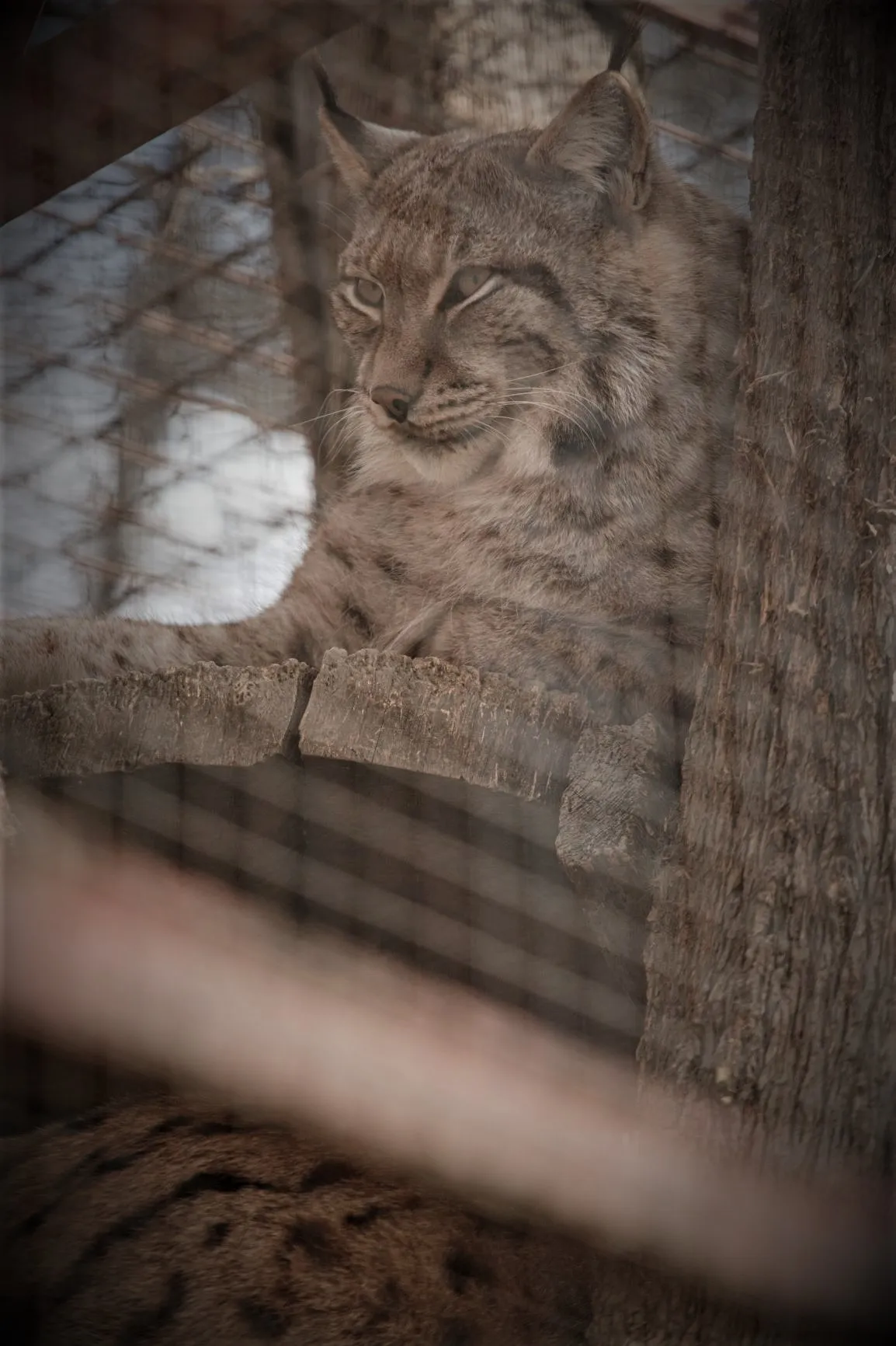 Scrisoare deschisă către membrii Consiliului local Piatra Neamţ