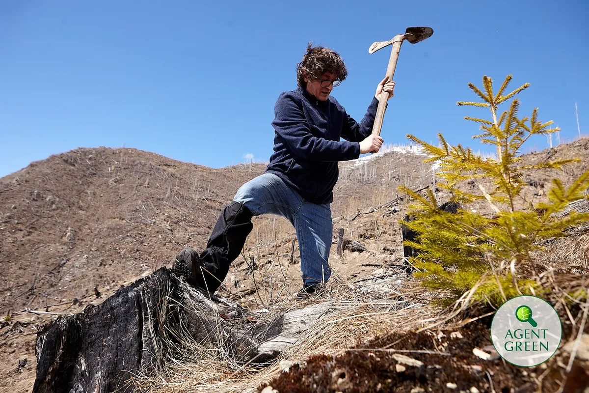 Plantare definitivă în Munții Făgăraș