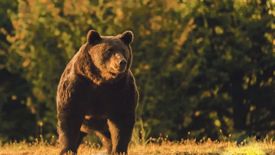 Cazul Arthur – GABRIEL PĂUN (Președintele „Agent Green”): „Un urs nevinovat, de o frumusețe excepțională, patrimoniu viu al pădurilor românești, a fost ucis mișelește”