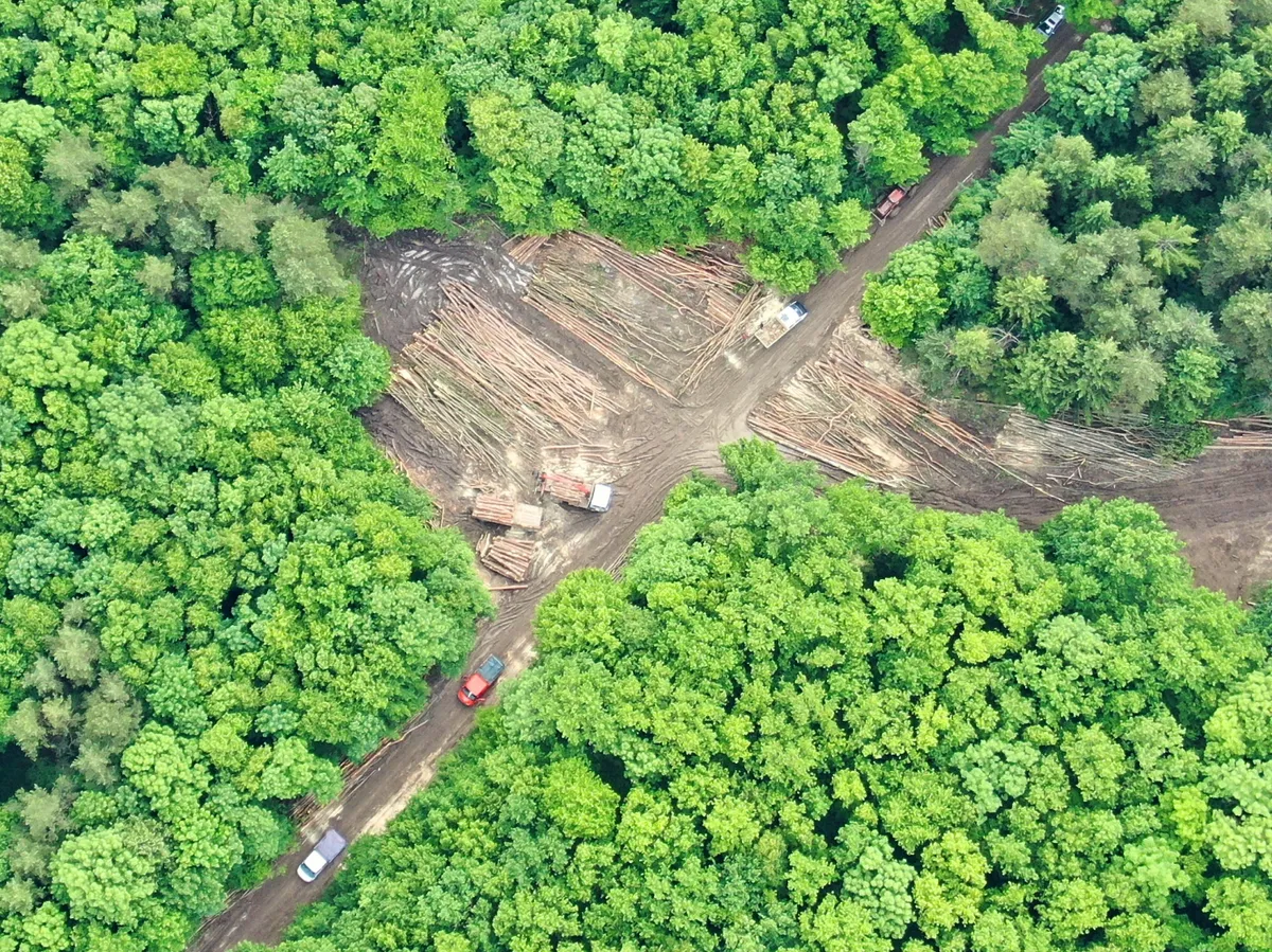 Codrii Iașilor, salvați de la tăiere în procesul Agent Green vs. Romsilva și Ministerul Mediului