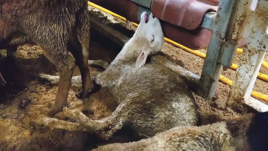 GABRIEL PĂUN: „Să oprim chinuirea animalelor exportate!”