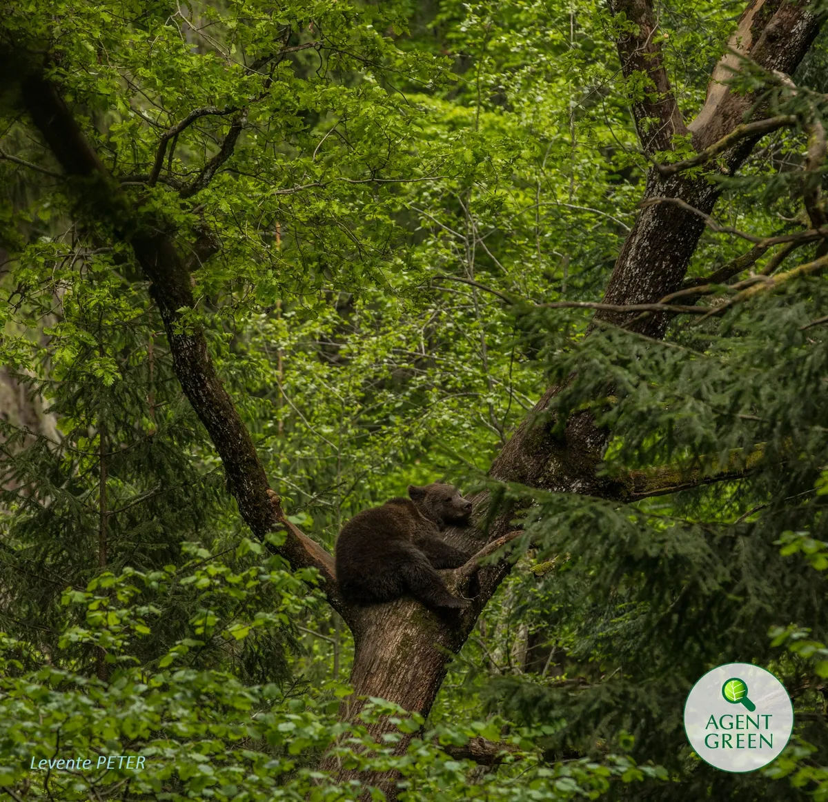 KIND BEING / OM BUN, un nou titlu nobil lansat în România