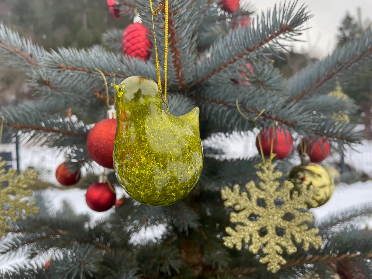 Ministerul Mediului a comandat transportarea ilegală a pomilor de Crăciun la nivel național