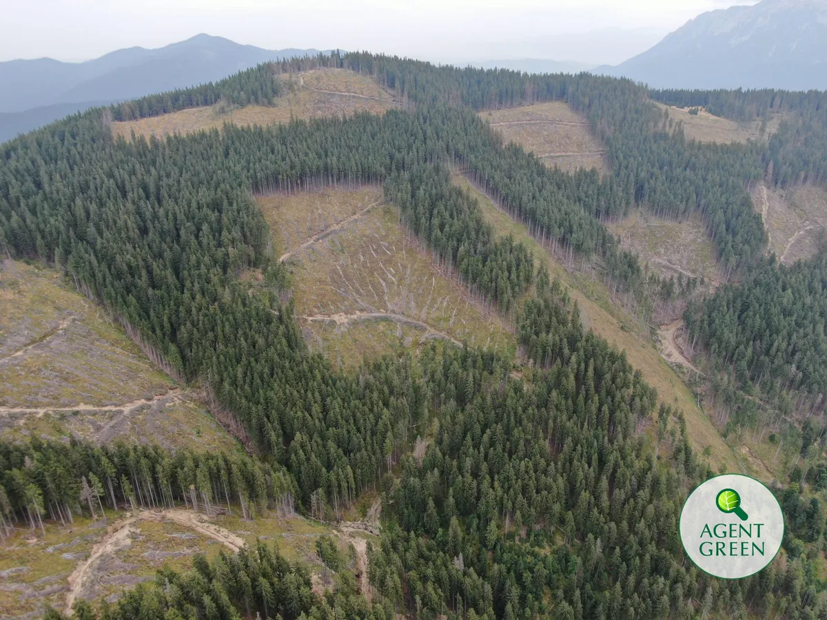 Noul Cod Silvic – o oportunitate ratată pentru pădurile României