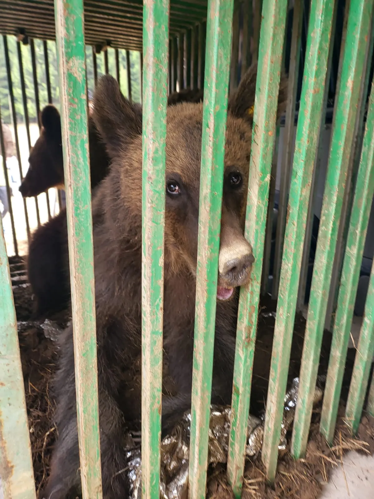 Dezastru la un an de la uciderea lui Arthur