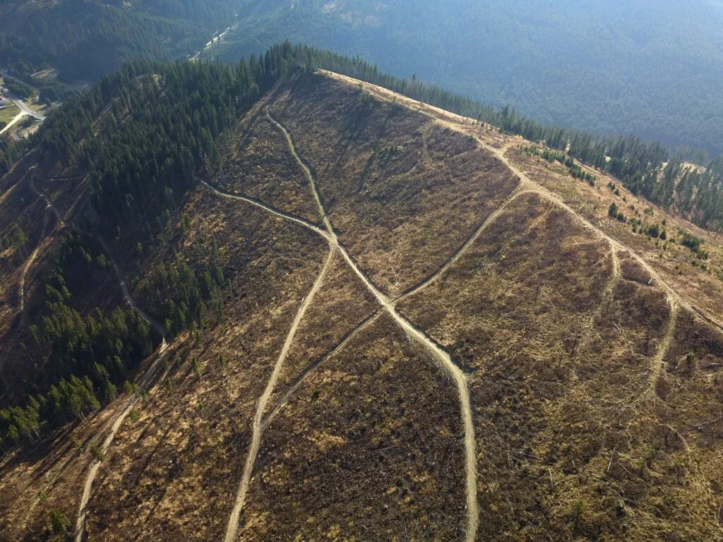 Noul cod silvic aprobat de Guvern: atentat brutal la siguranța națională