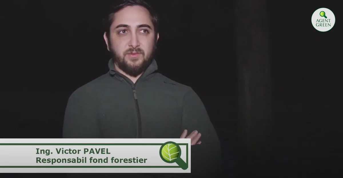 Furt de arbori estimat la 200.000 € în Dorna Candrenilor, județul Suceava