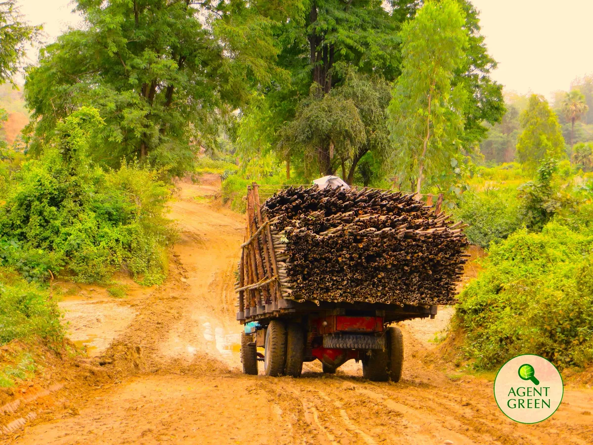 Inițiativa cetățenească ”Together4Forests” a devenit noua lege europeană anti-defrișare