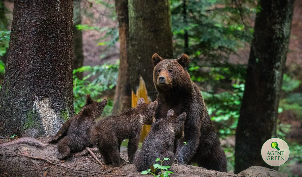 Scrisoare către președintele României privind legea pentru uciderea a 972 de urși
