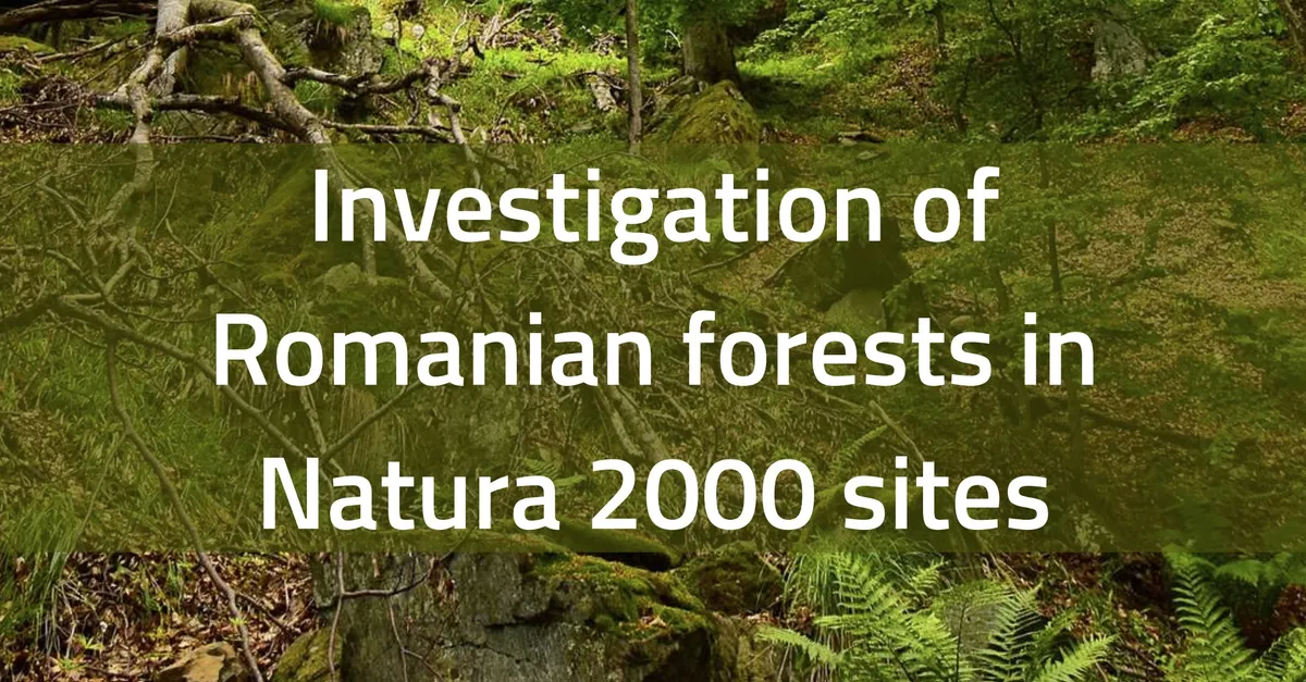 Raport EuroNatur și Agent Green: Tăieri masive de panică în ariile protejate Natura 2000