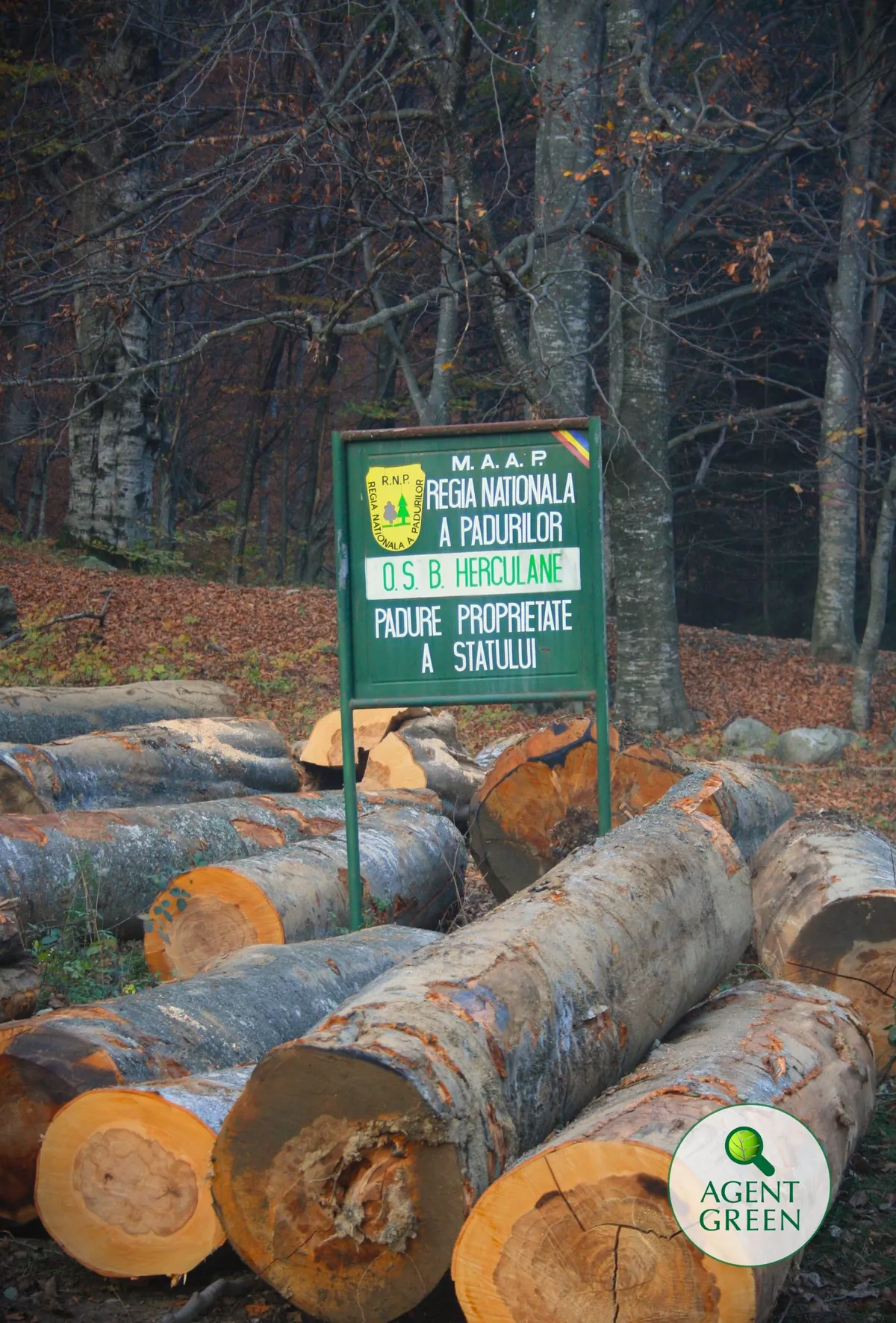 29058 hectare cu păduri de la Băile Herculane salvate la Curtea de Apel de Agent Green