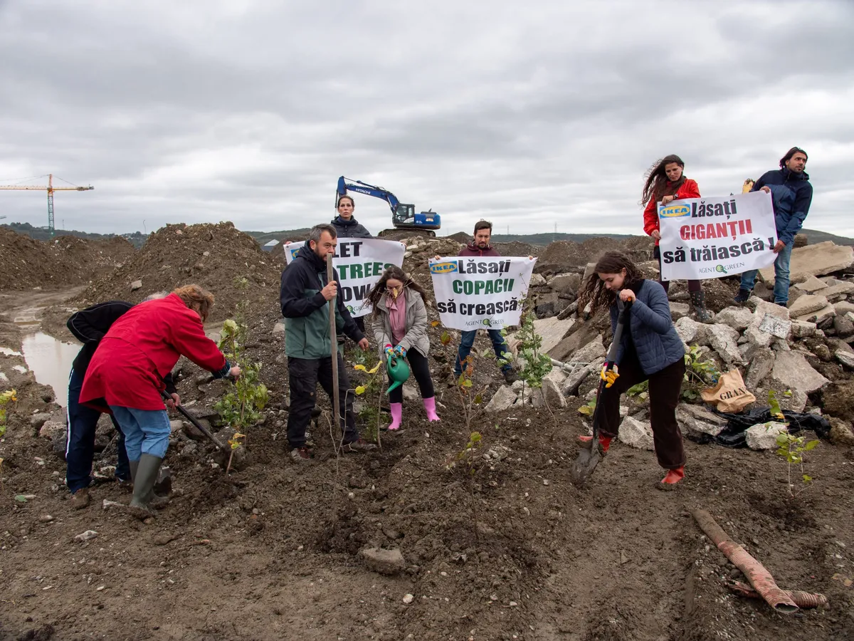 IKEA, repetentă la îngrijit pădurea și campioană la deschis noi magazine de mobilă