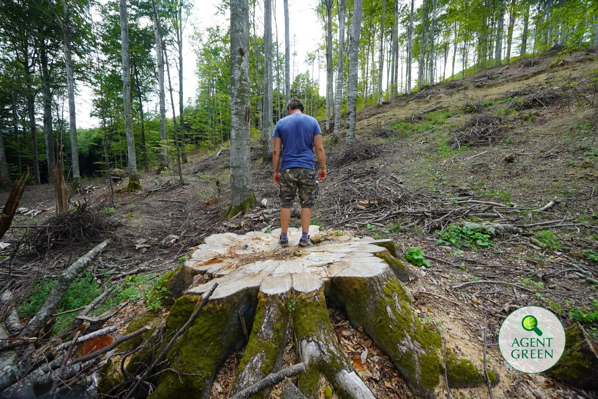 Pădurile seculare ale României distruse cu prioritate pe durata anchetei Comisiei Europene