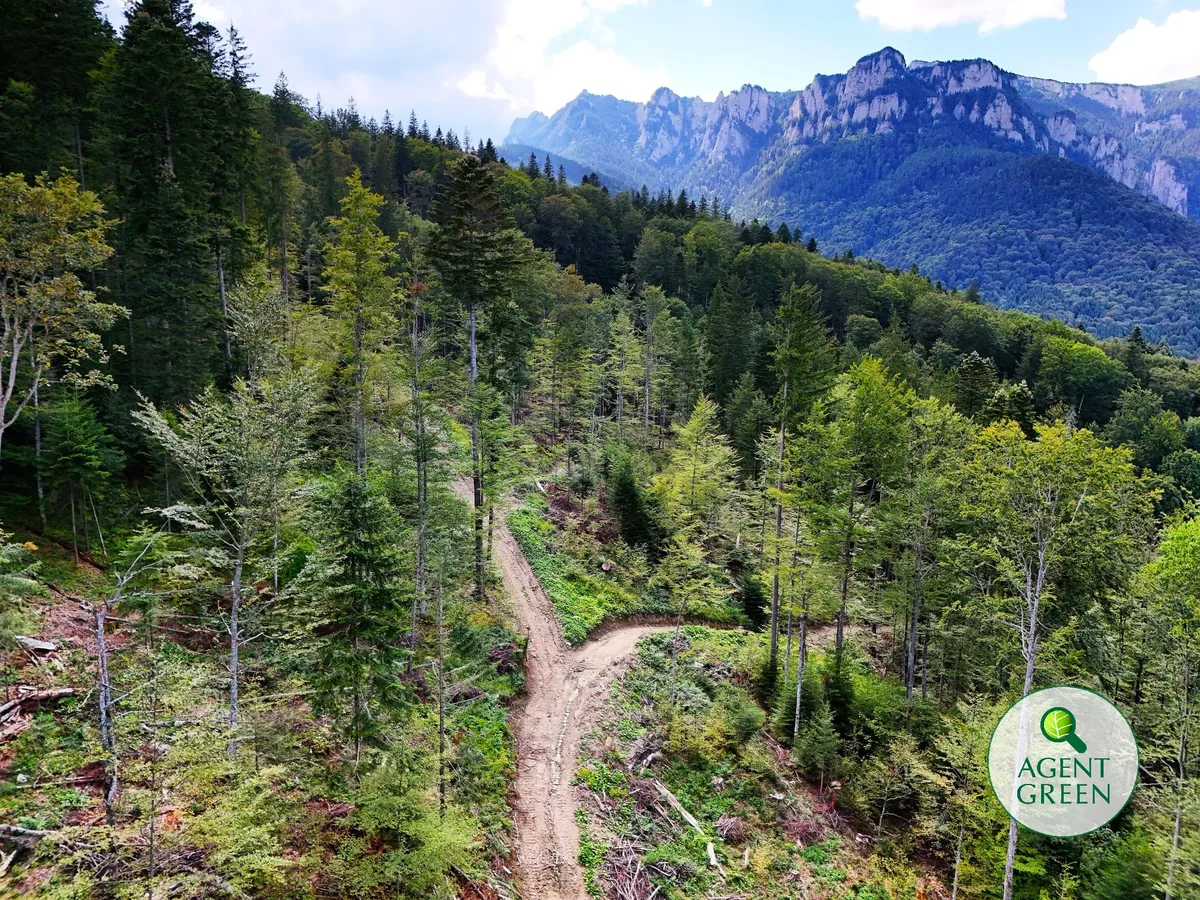 New report shows massive destruction of Romanian forests, EU sets ultimatum