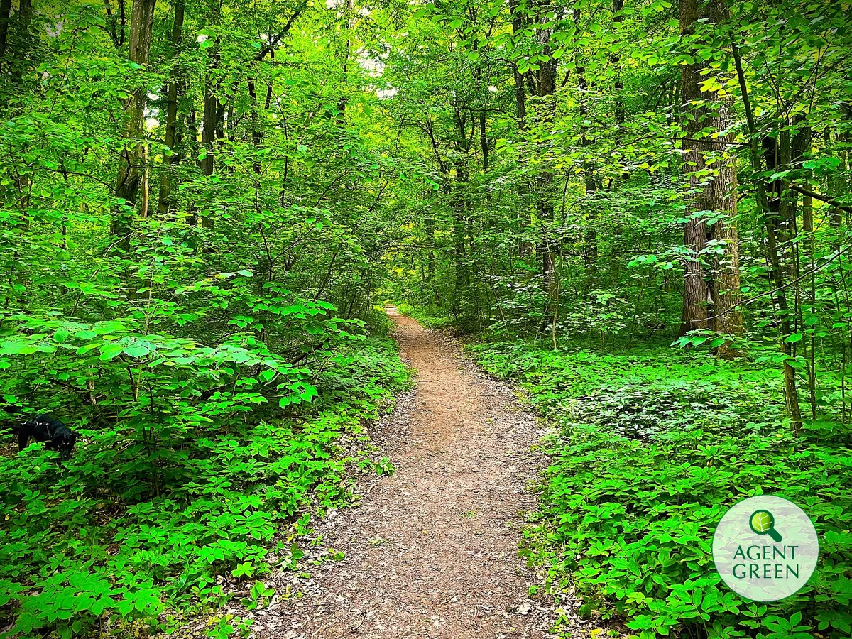 Drumul din pădurea Băneasa deschis traficului auto este ilegal și trebuie dezafectat