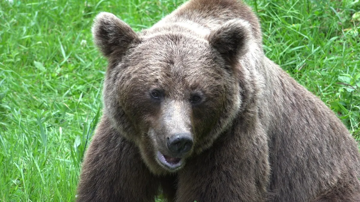 Agent Green a făcut plângere penală Romsilva pentru tragedia de la Transfăgărășan