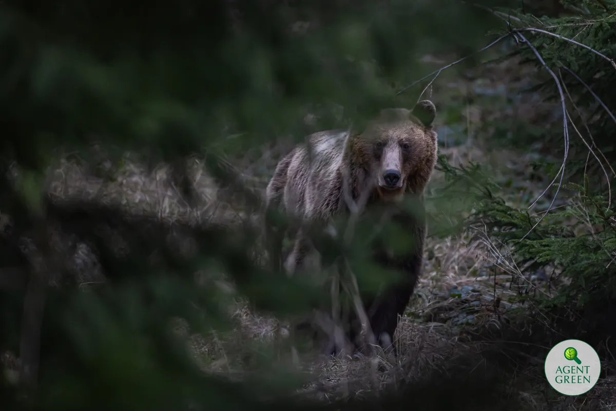 Agent Green a depus astăzi observațiile la proiectul de OUG pentru uciderea urșilor