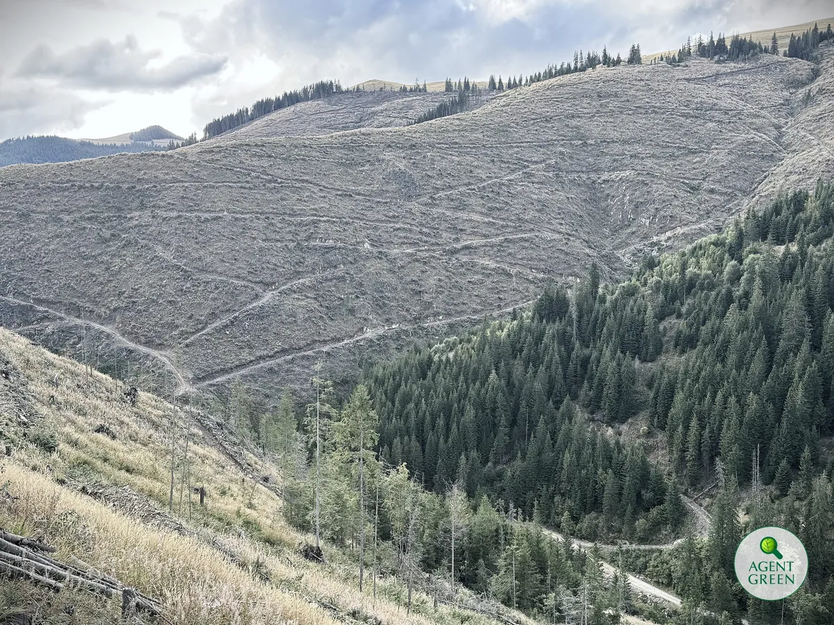 Agent Green, Declic și Greenpeace: Rezultatele IFN-III arată degradarea accelerată a pădurilor României