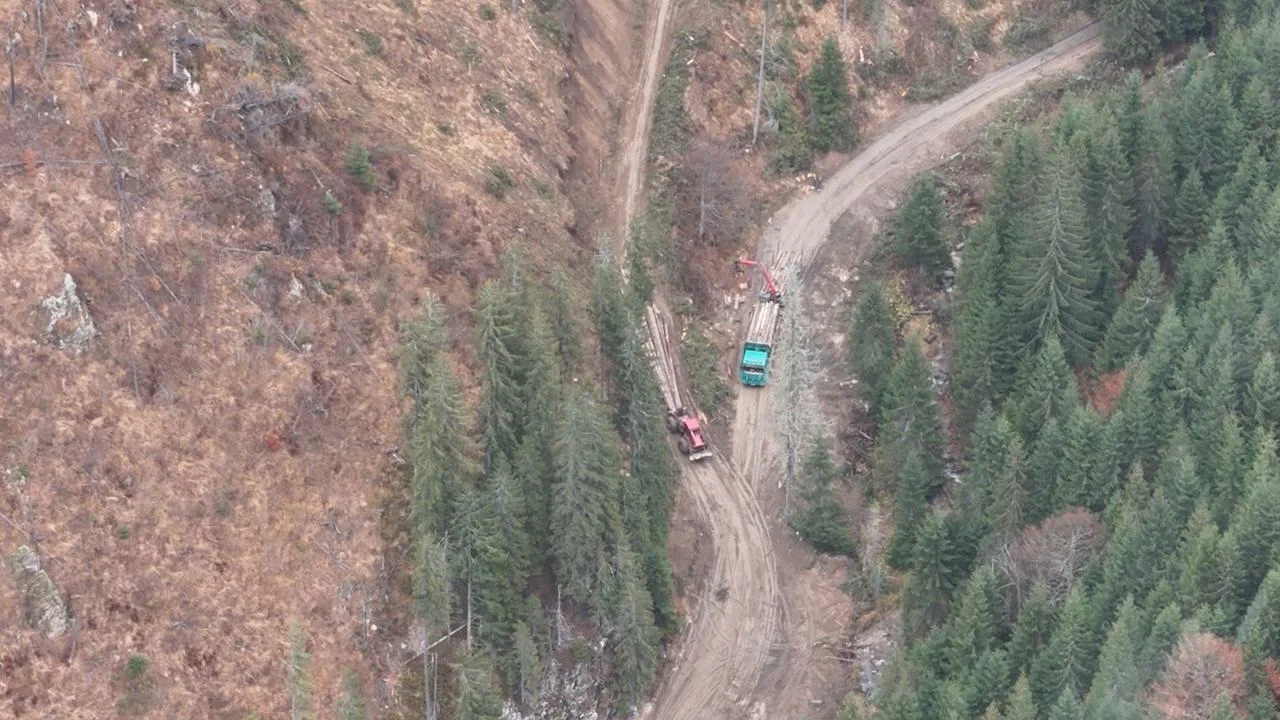 Die illegale Rodung rumanischer Urwalder — ARD