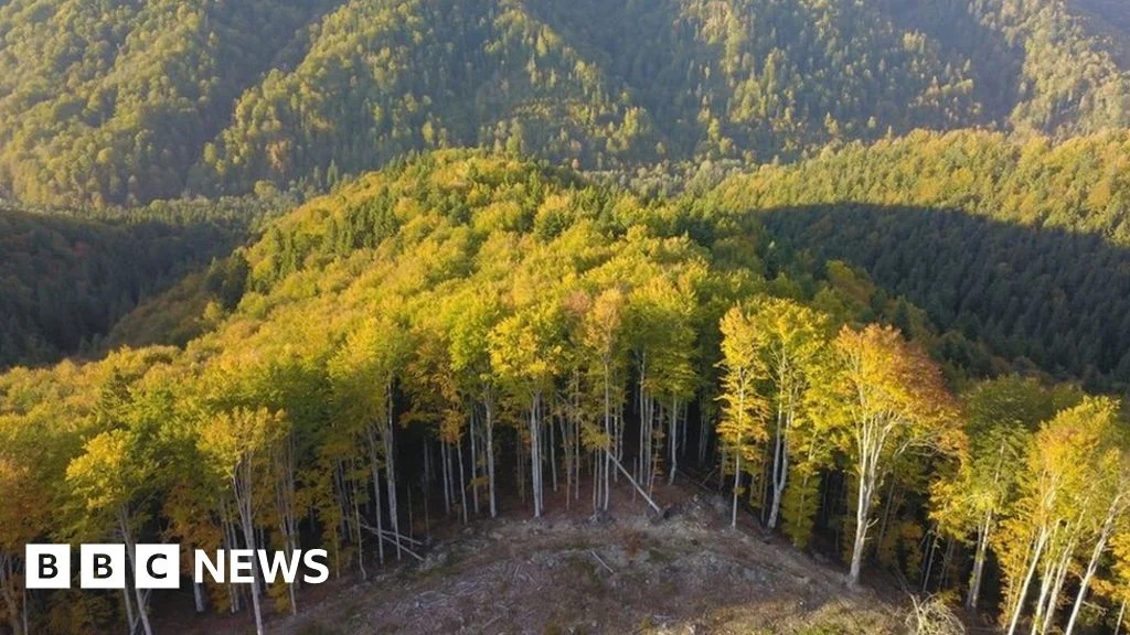 Romania forest murder as battle over logging turns violent — BBC