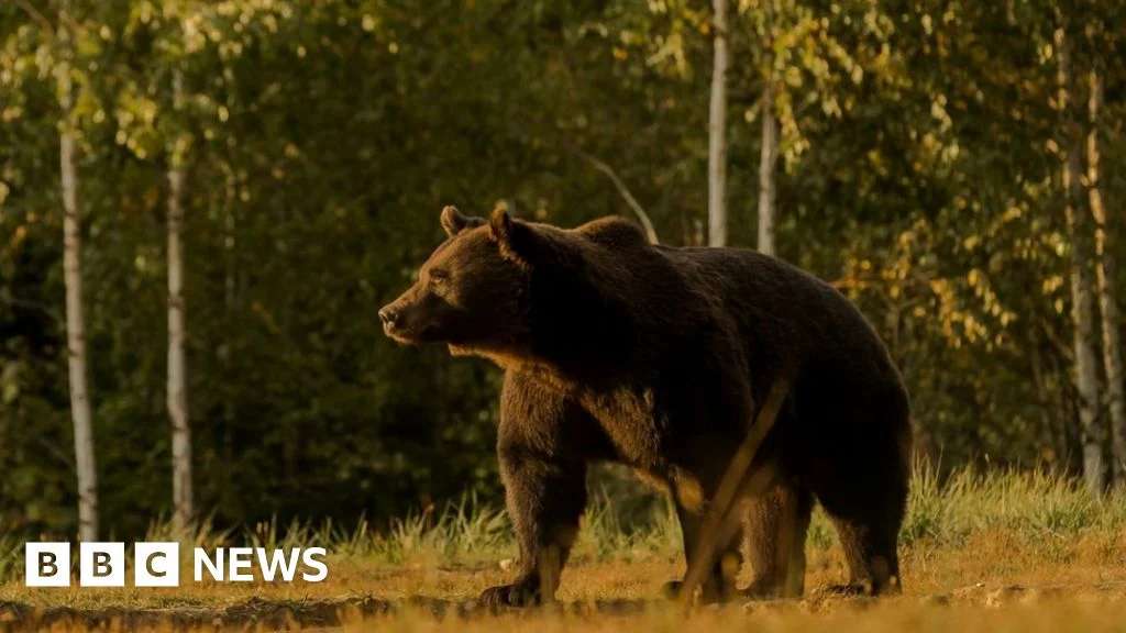 Prince blamed for shooting one of Europe's biggest bears — BBC