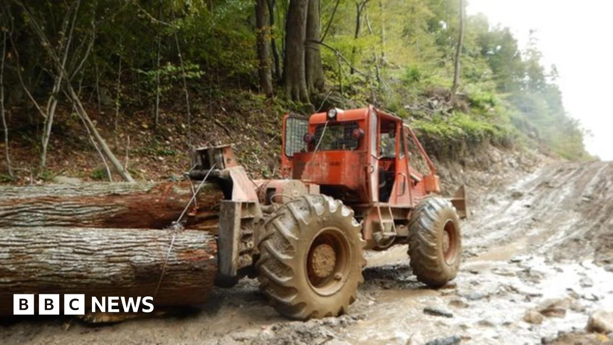 Romania acts to save forests from logging spree — BBC
